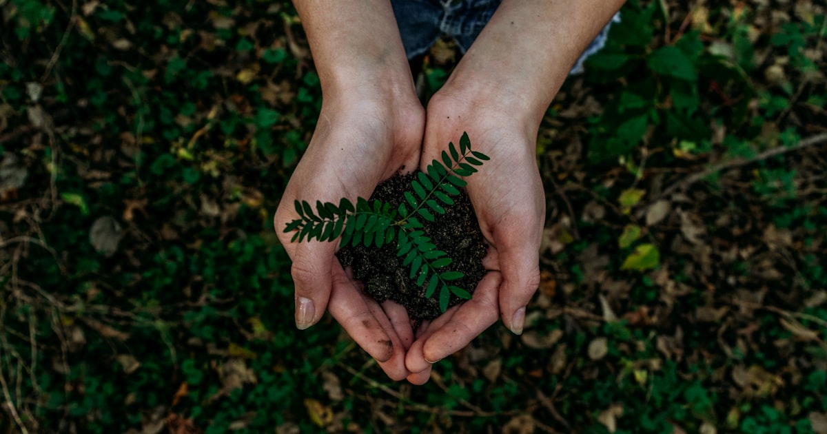 Feuilles vertes symbolisant la durabilité et l’économie circulaire